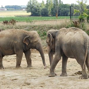 [2017] Asian elephants
