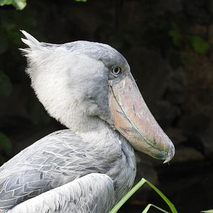 [2017] Shoebill