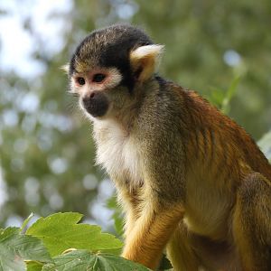 [2017] Black-capped squirrel monkey