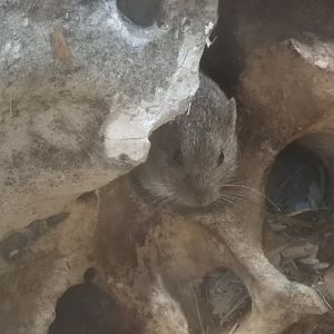 [2017] Northern bog lemming