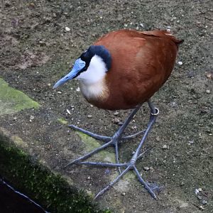 [2017] African jacana