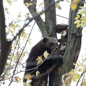 Wolverine/ Gulo gulo