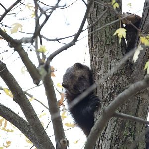 Wolverine/ Gulo gulo