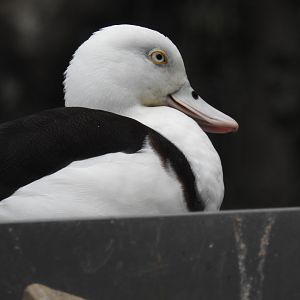 Radjah Shelduck (wild)