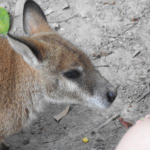 Agile Wallaby