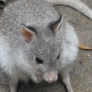 Rufous Bettong