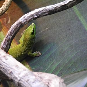 Madagascar Giant Day-Gecko