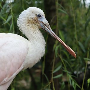 Young roseate spoonbill
