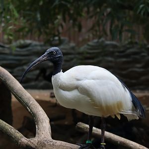 Malagasy sacred ibis