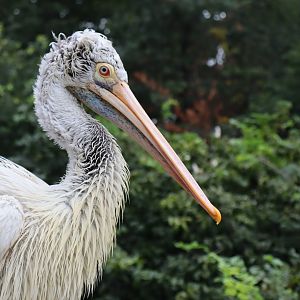 Spot-billed pelican
