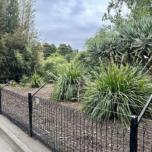 Collared Peccary Exhibit