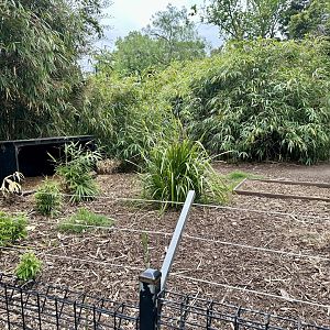 Collared Peccary Exhibit