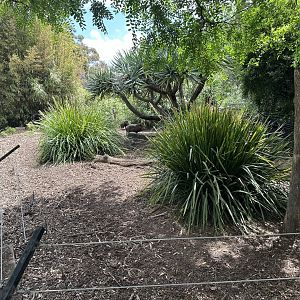 Collared Peccary Exhibit