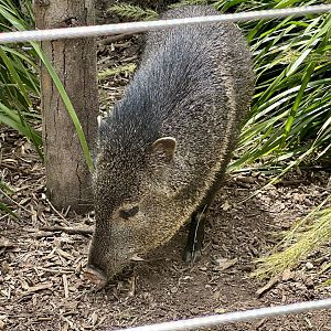 Male Collared peccary (Pecari tajacu)