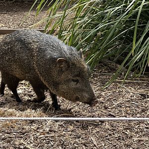 Male Collared peccary (Pecari tajacu)