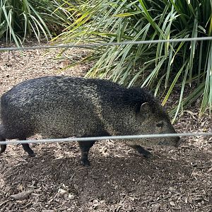 Female Collared peccary (Pecari tajacu)
