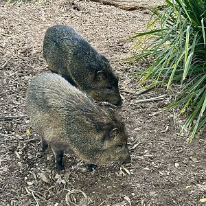 Collared peccary (Pecari tajacu)