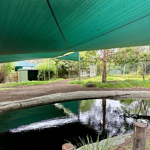 Old Malayan Tapir Exhibit