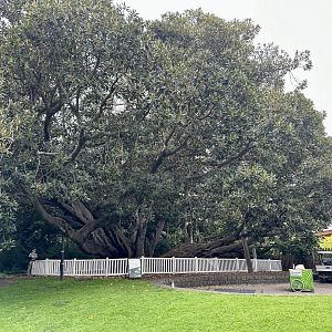 Moreton Bay fig tree (Ficus macrophylla)