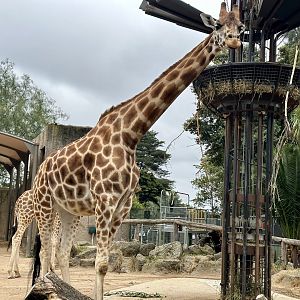 Nakuru (Heavily Pregnant)