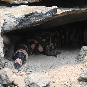 Gila Monster