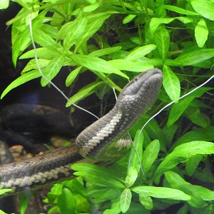 Macleay's Water-Snake