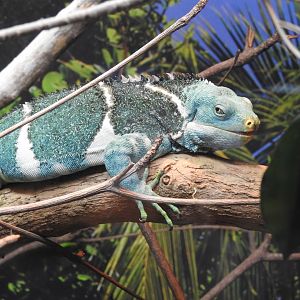 Fijian Crested-Iguana