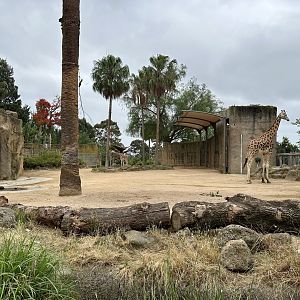 Giraffe Exhibit