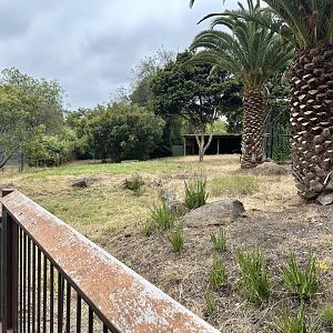 Old Eastern Bongo Exhibit
