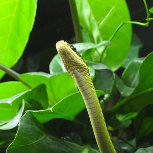 Common Tree-Snake