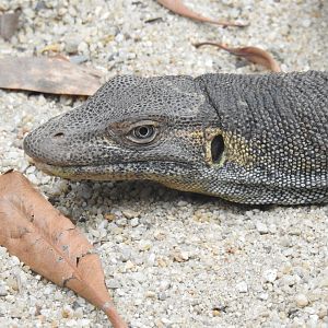 Merten's Water-Monitor