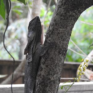 Frilled Lizard
