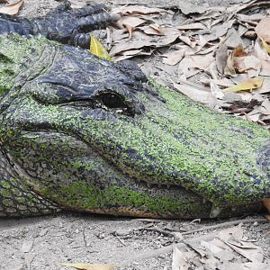 American Alligator