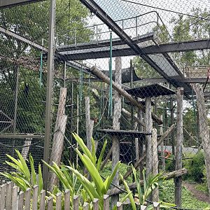 Siamang Exhibit