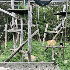 Siamang Exhibit