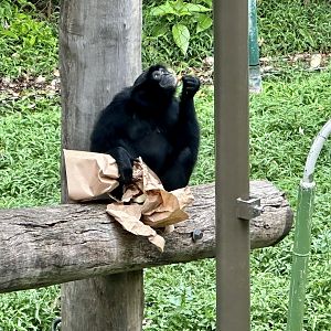 Kemala (female Siamang)