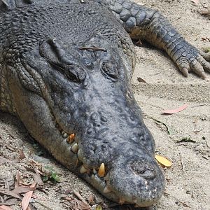 Saltwater Crocodile