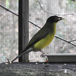 Australasian Figbird