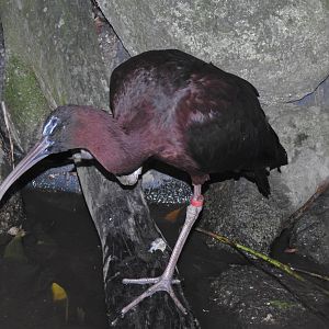 Glossy Ibis