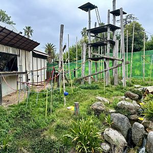 Orangutan Exhibit (Boardwalk View)