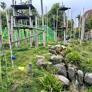Orangutan Exhibit (Boardwalk View)