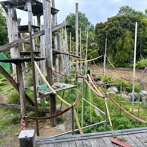 Orangutan Exhibit (Viewing Window View)