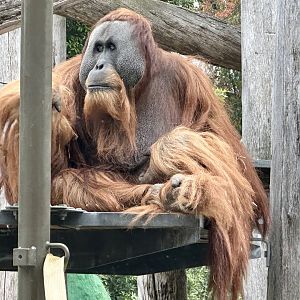 Malu (male Sumatran orangutan)