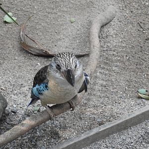 Blue-Winged Kookaburra