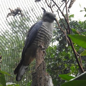 Pacific Baza