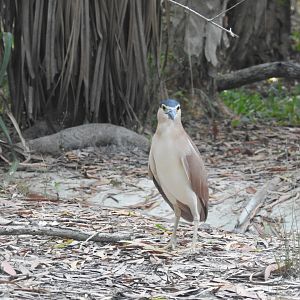 Nankeen Night-Heron (wild)