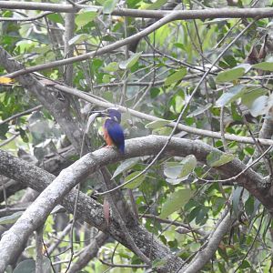 Azure Kingfisher (wild)