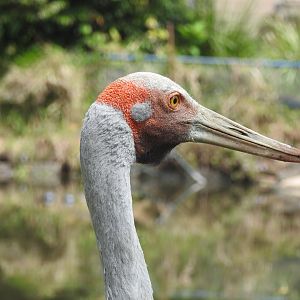 Brolga