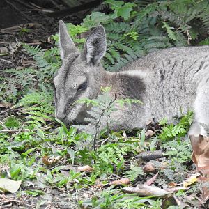 Bridled Nailtail-Wallaby