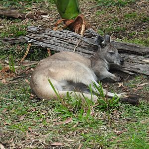 Common Wallaroo
